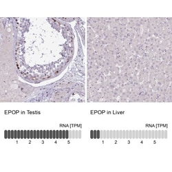 EPOP Antibody, Novus Biologicals 0.1mL; Unlabeled:Antibodies, Polyclonal